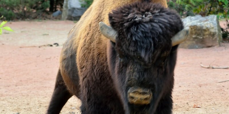 Attacking bison