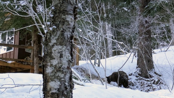 A bear seen near where Alaska resident Shannon Stevens was bitten from underneath a day before while in an outhouse northwest of Haines, Alaska