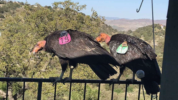 Two California condors taking a breather on Cinda Mickols' porch railing in Tehachapi, Calif.