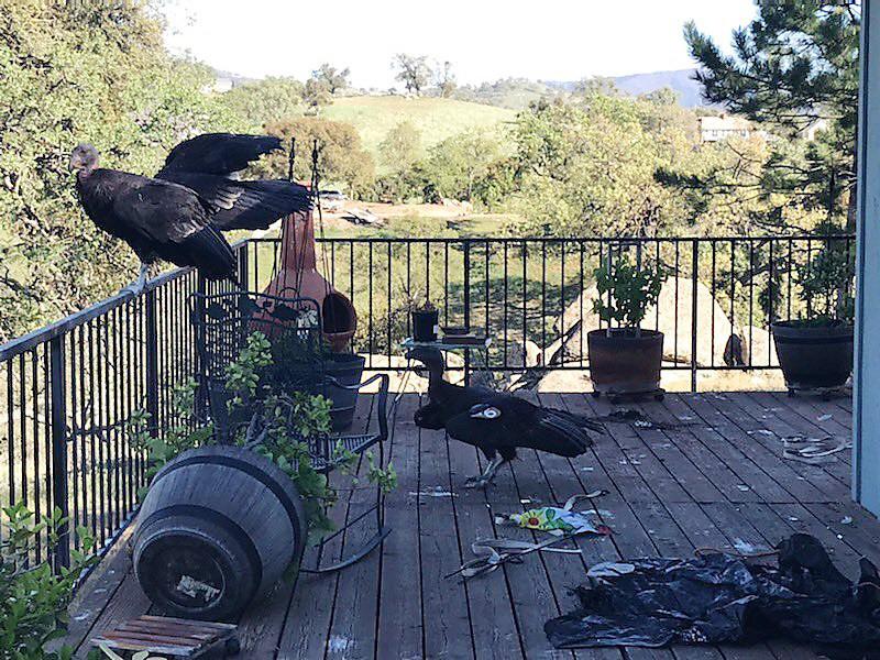 California condors rest on Cinda Mickols' porch