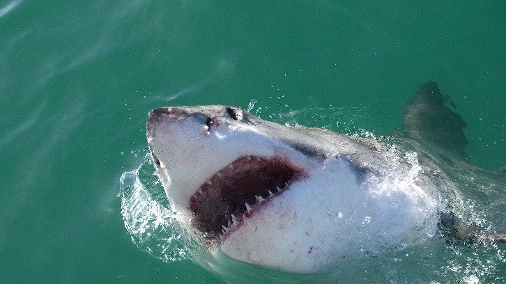 great white shark breaching the water