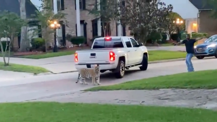 a neighbor pointing what looks like a gun at the freely roaming Bengal tiger