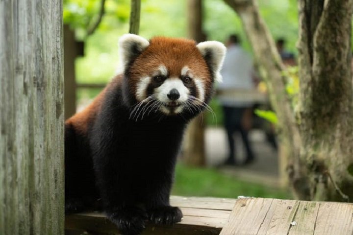 Kora, Red Panda