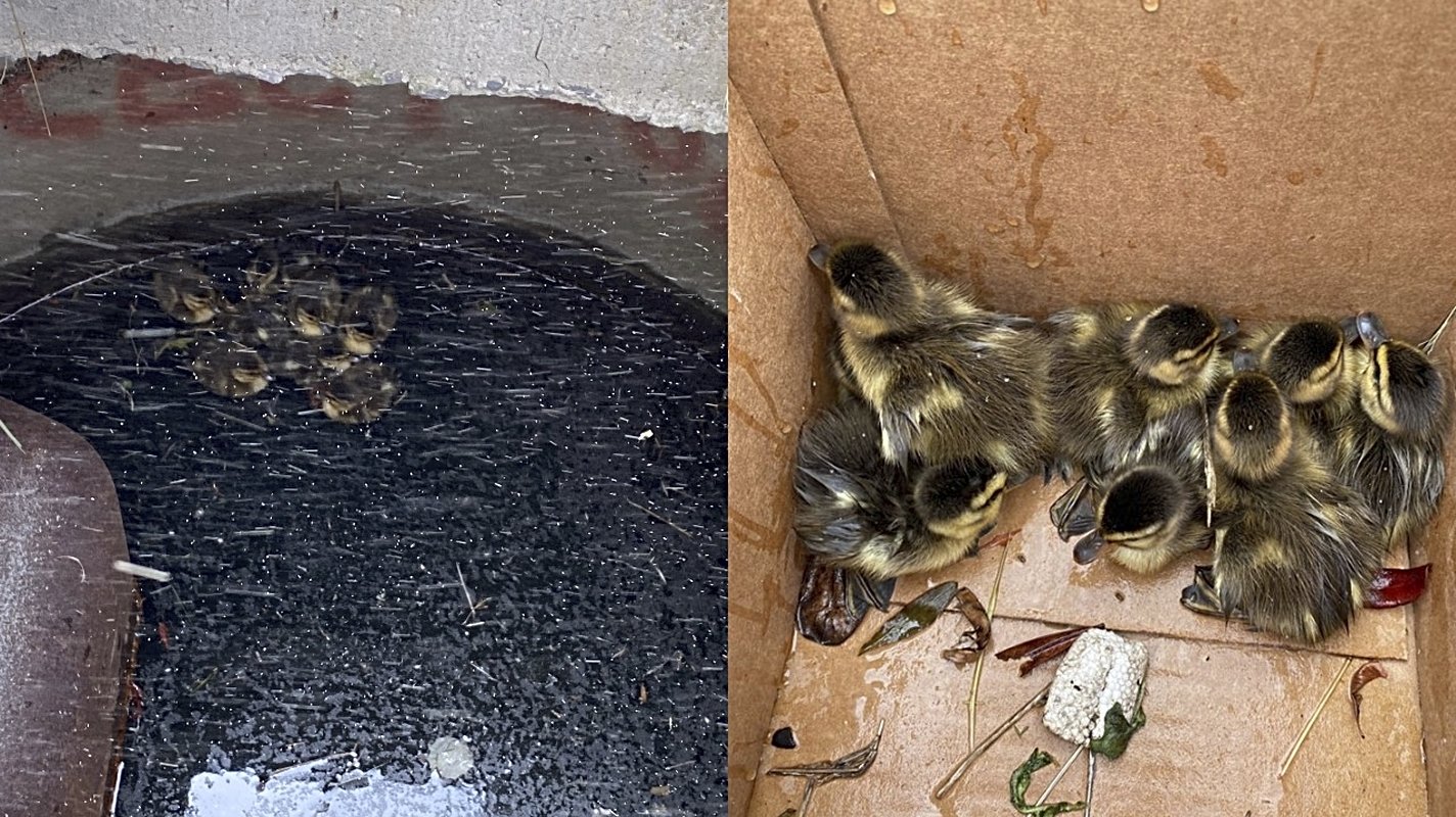 the eight ducklings trapped in the storm drain (left) and then safely in a cardboard box