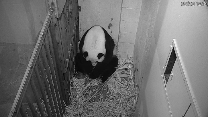 Mei Xiang after giving birth to a Giant Panda cub Friday evening