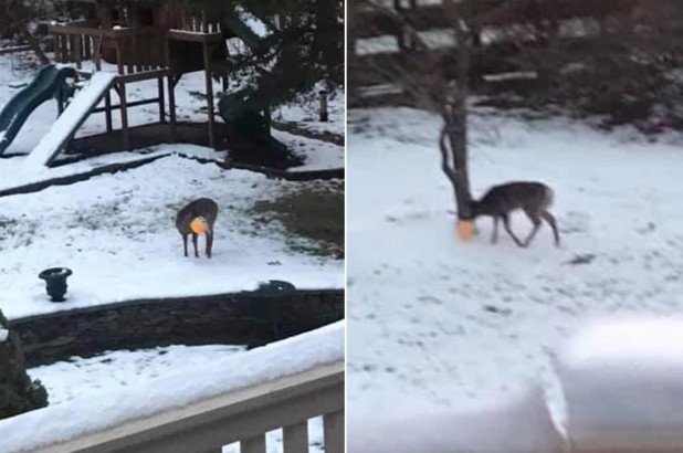 New Jersey pumpkin deer