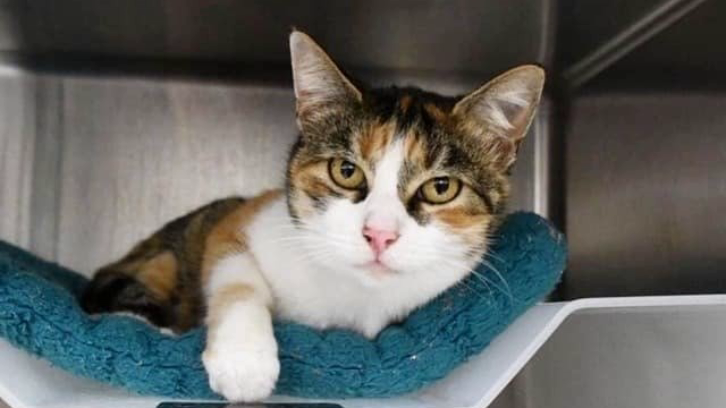 Patches the cat at the Animal Shelter Assistance Program in Santa Barbara