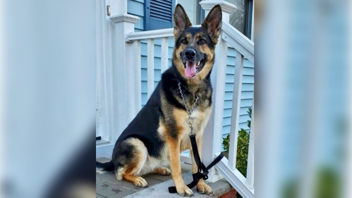 Sadie, the 6-year-old rescue German Shepherd, who helped save her owner’s life after he suffered a stroke