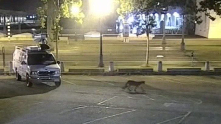 surveillance footage of the disoriented mountain lion in San Francisco