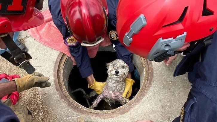 Firefighters carrying Sophie, a small white dog, out of the drain