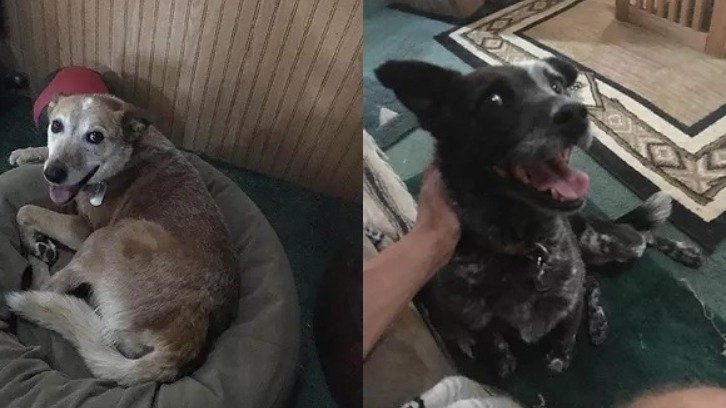 Dogs allegedly beaten to death by Matthew Stephen Dieringer