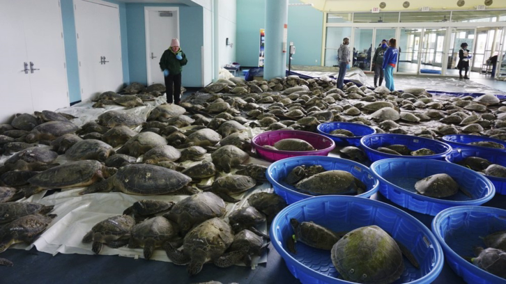 Thousands of Atlantic green sea turtles and Kemp's ridley sea turtles suffering from cold stun are laid out to recover at the South Padre Island Convention Center on South Padre Island, Texas