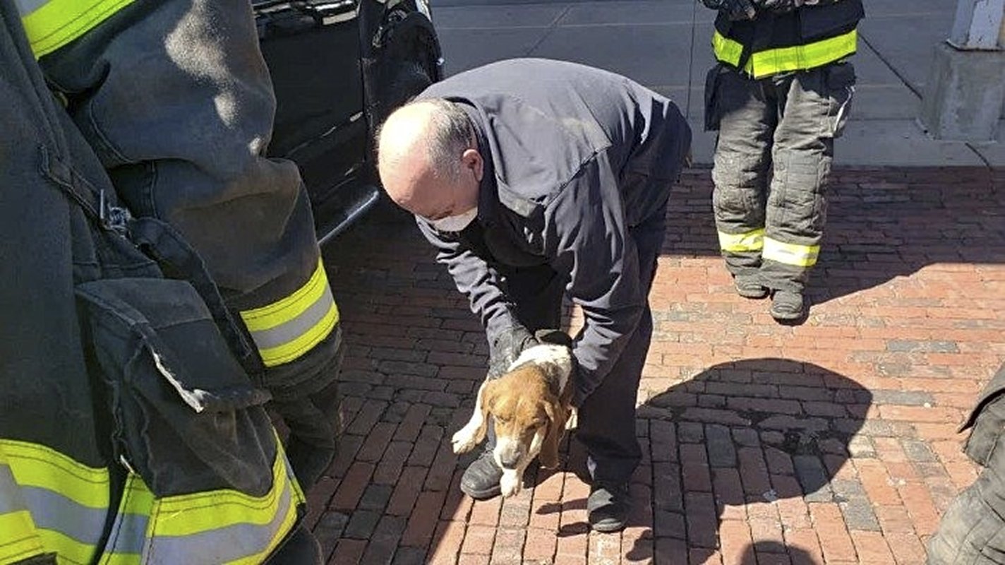 2-year-old beagle Zeke after being rescued by firefighters