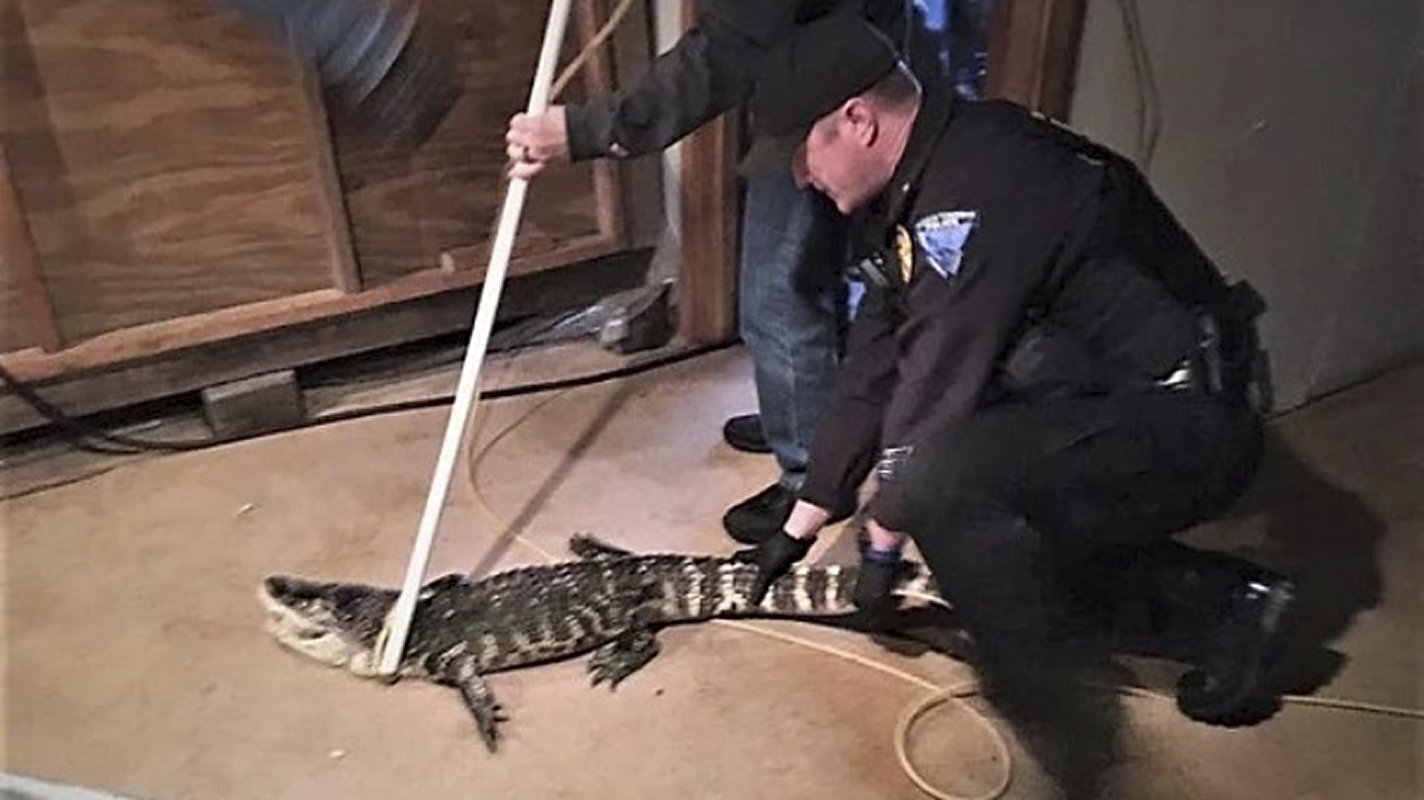 police rescuing alligator