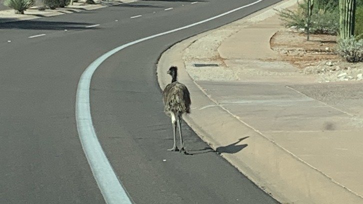 picture of the emu strolling along a bike lane