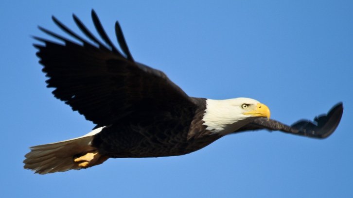 bald eagle flying