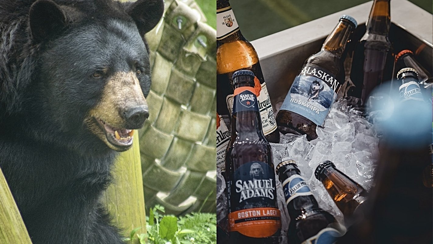 bear; beer bottles