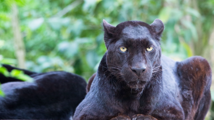 black leopard