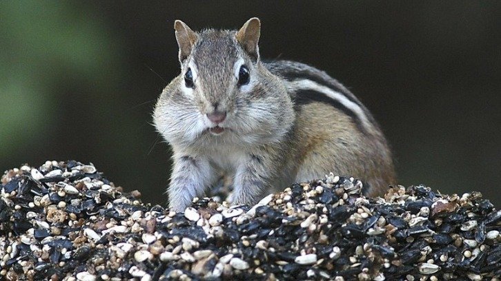 chipmunk