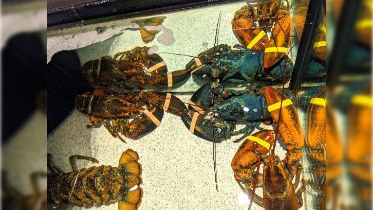 Clawde the blue lobster with his red compatriots at the Red Lobster restaurant in Cuyahoga Falls, Ohio