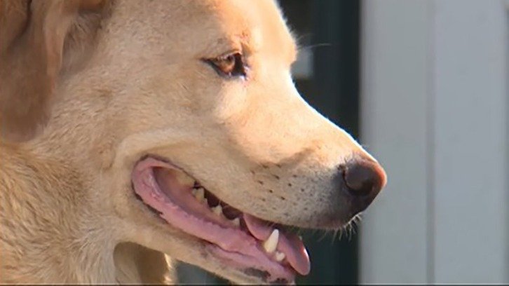 Cleo, a 4-year-old Labrador retriever-border collie mix