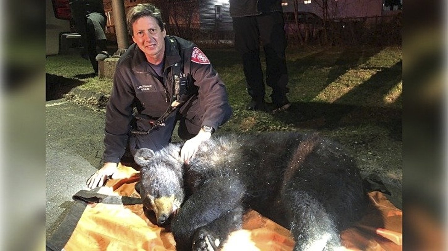 A firefighter from the Danbury Fire Department poses with the rescued and sedated bear