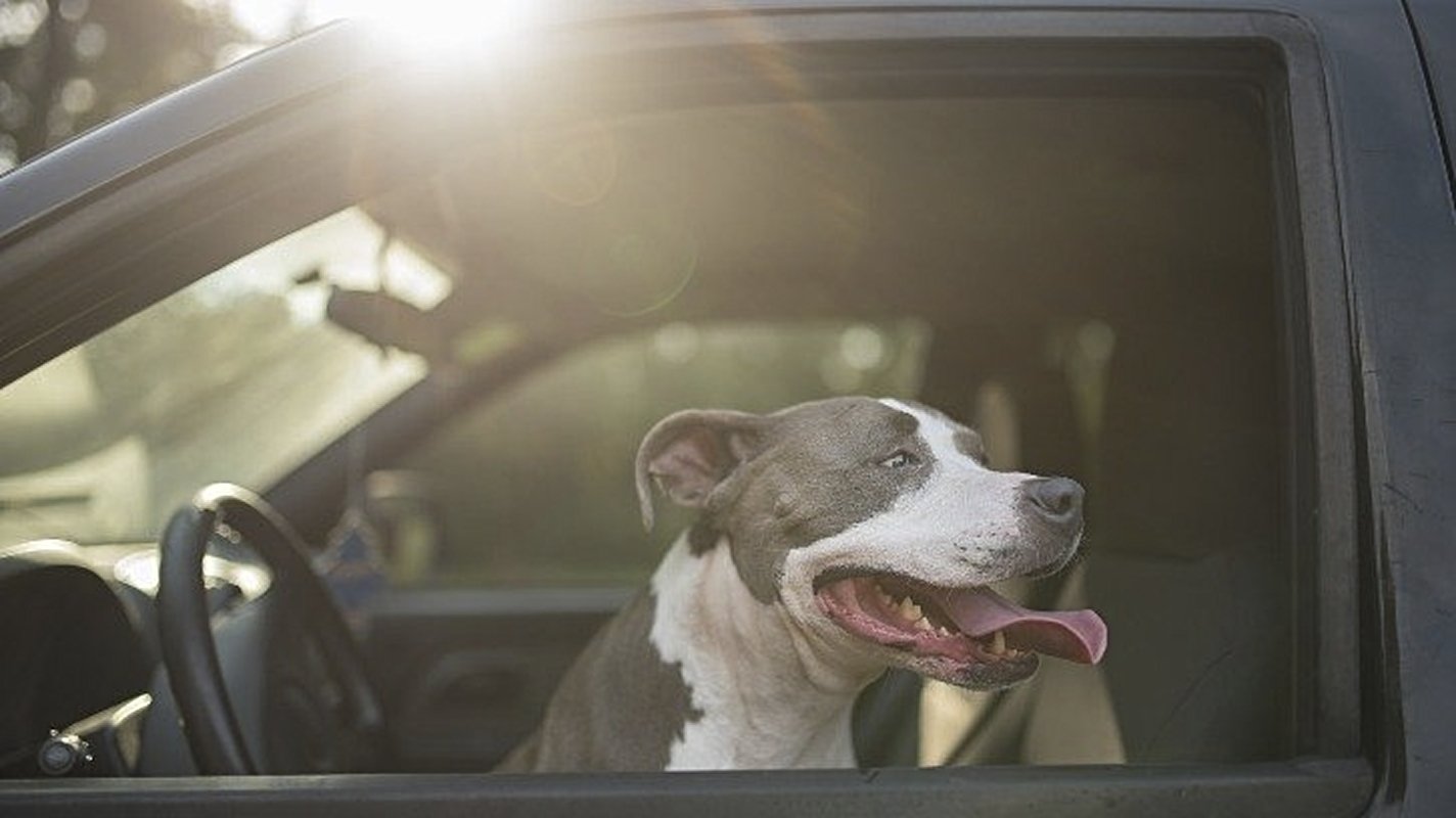 dog in driver's seat of car