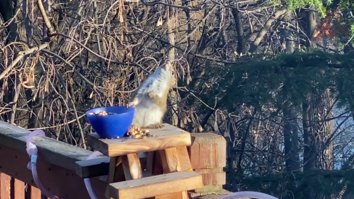 the squirrel losing balance and almost falling over backwards after snacking on the fermented pears