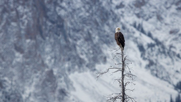 eagle on tree