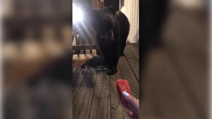 still from the viral video showing the woman offering the bear a piece of watermelon