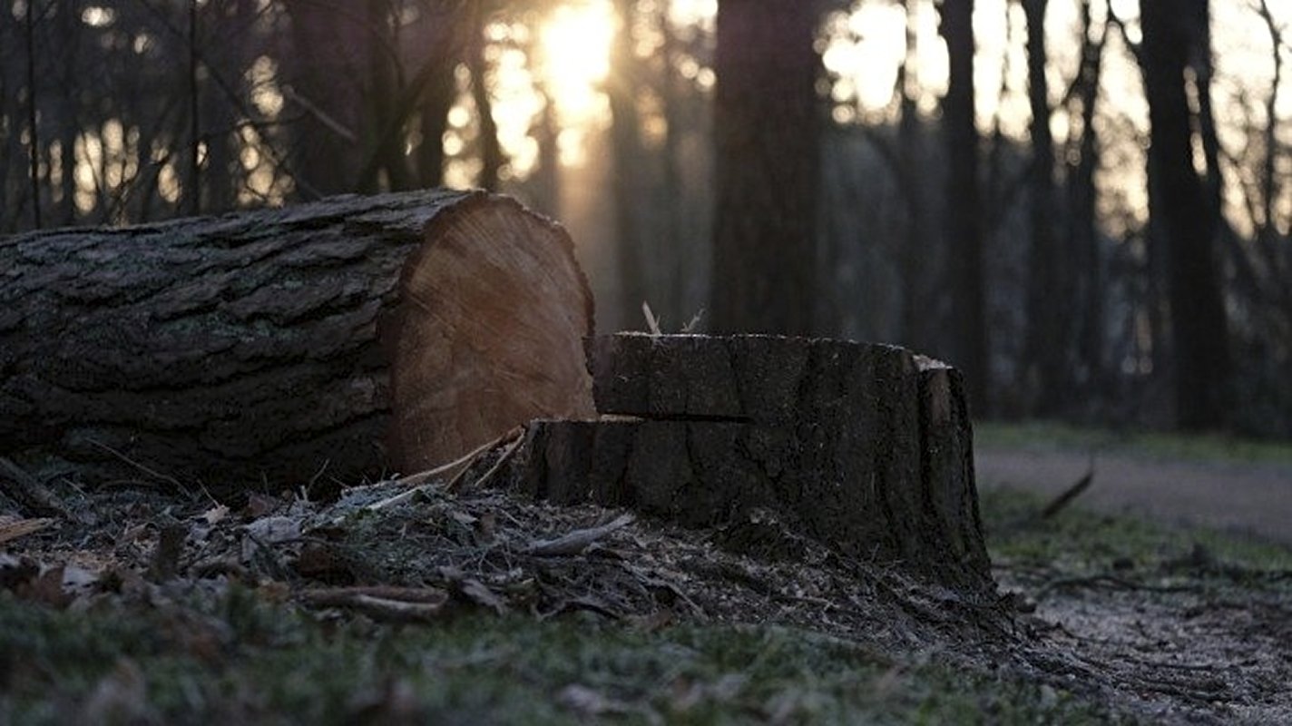 felled tree