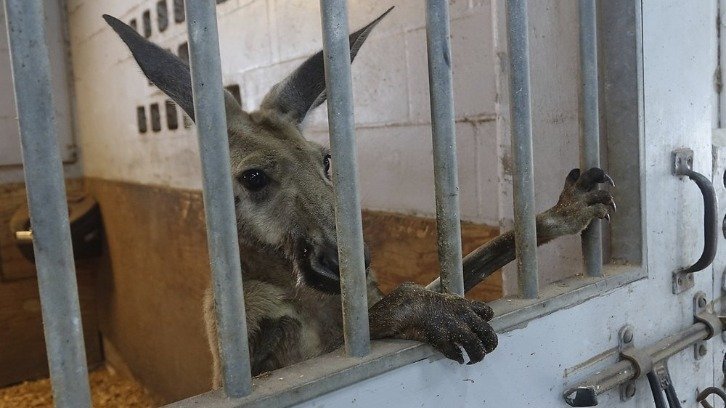 Kangaroo behind bars in a stall at the Mounted Police headquarters in Fort Lauderdale