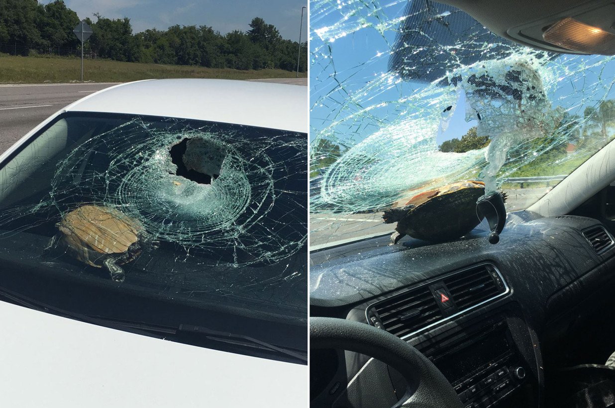 turtle lying on car dashboard with shattered windshield