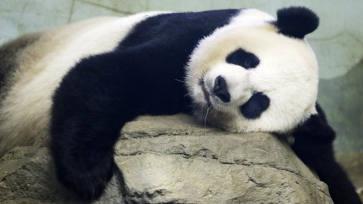 Giant panda Mei Xiang back in 2015 sleeping in her indoor habitat at Smithsonian National Zoo in Washington, D.C.