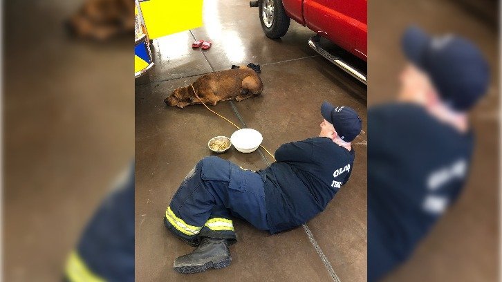 Hank the dog recovering under the care of Glendale firefighters at a nearby fire station