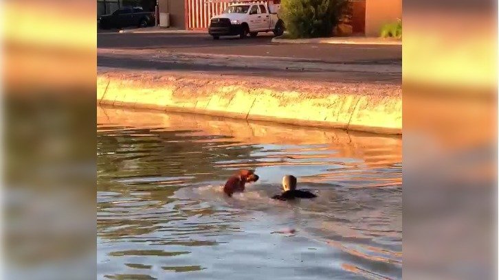 Phoenix PD Officer Conor McCarthy in the canal with Hank the dog, whom he helped to safety