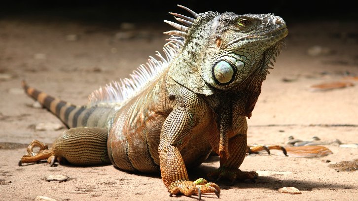 iguana on sandy terrain