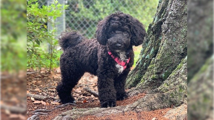 The puppy named, who jumped out of a car window in South Carolina and turned up two 2 weeks later in Miami