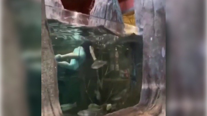 Louisiana man Kevin Wise filmed swimming with fish in the aquarium