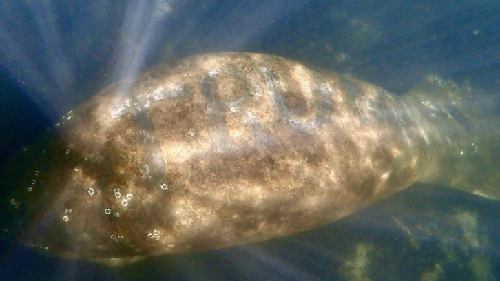 manatee with "TRUMP" etched in its back