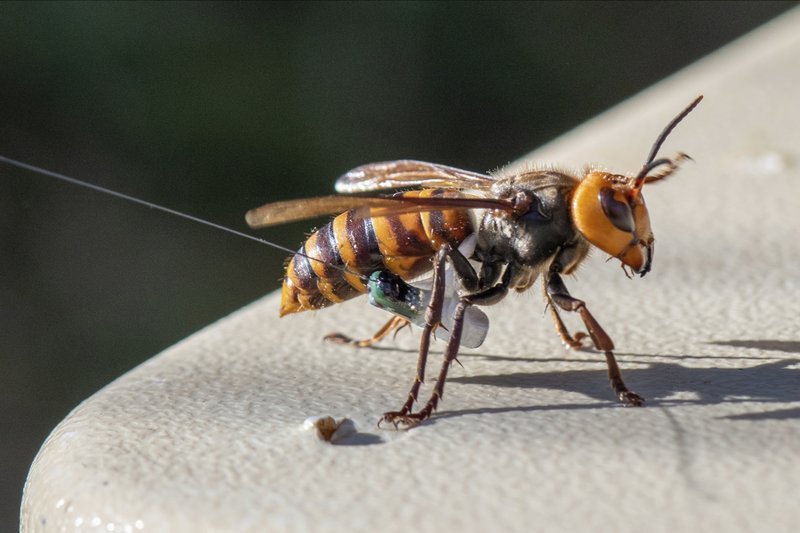 An Asian Giant Hornet wearing a tracking device