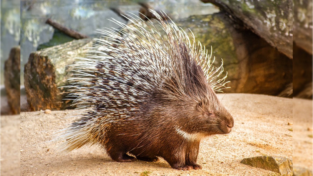 porcupine