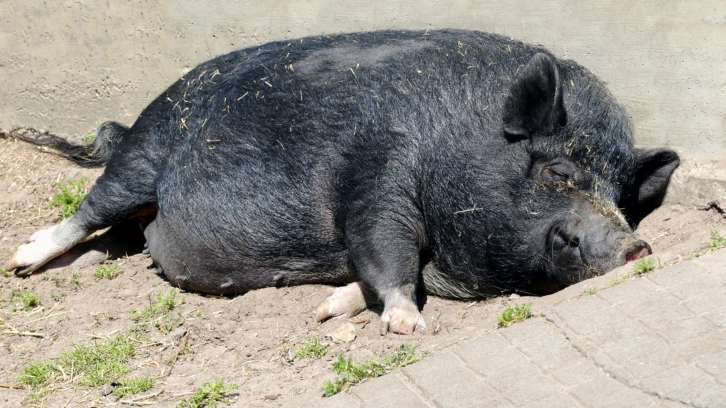 black pot belly pig