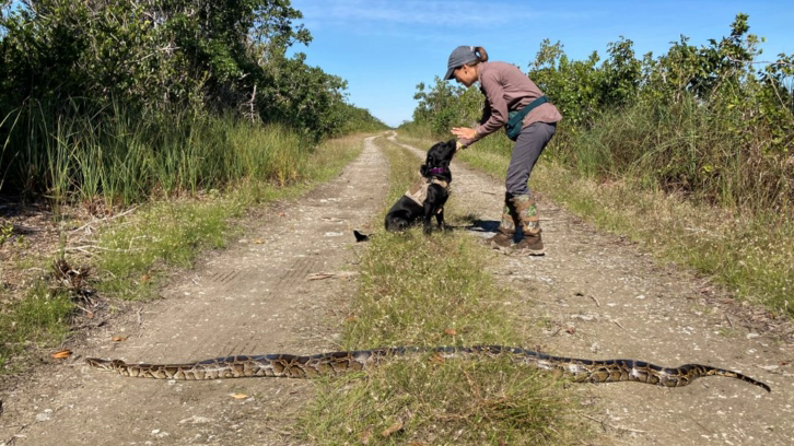 Dog handler Paula Ziadi instructs Truman after he tracked down an 8-foot-python in Miami-Dade County, Fla.