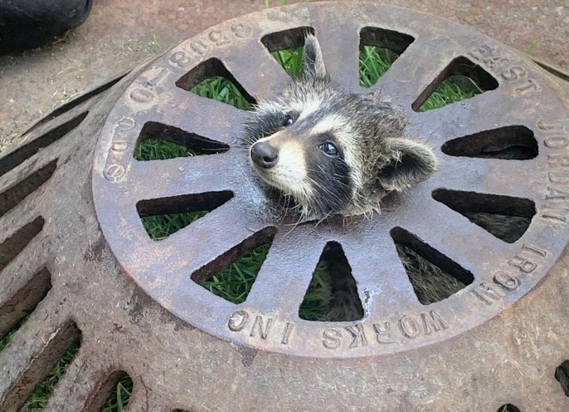 baby raccoon with head stuck in sewer cover