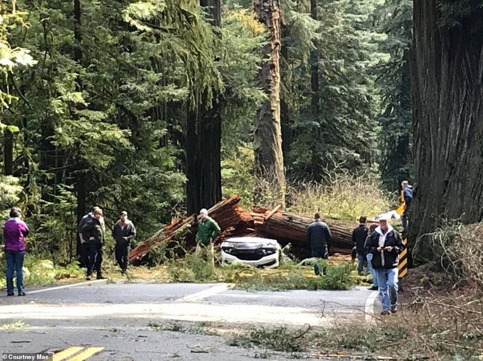 the fallen redwood tree lying on top of the couple's crushed car on Route 199 in North California