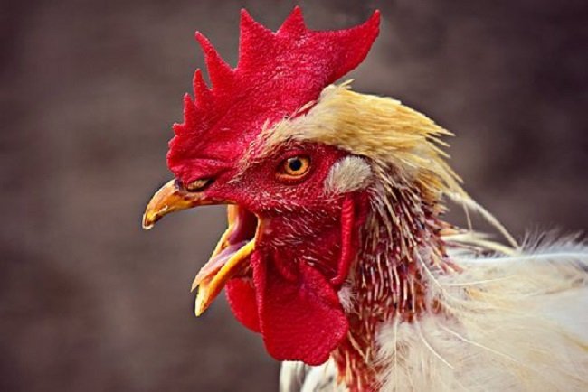 West Virginia rooster led to man's brutal murder