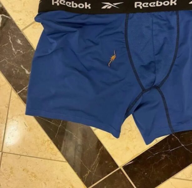 scorpion on blue boxer shorts