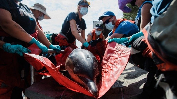 stranded dolphin being stretchered to safety by IFAW volunteers