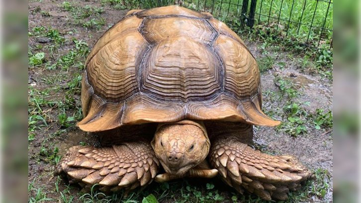 Solomon the African Sulcata tortoise